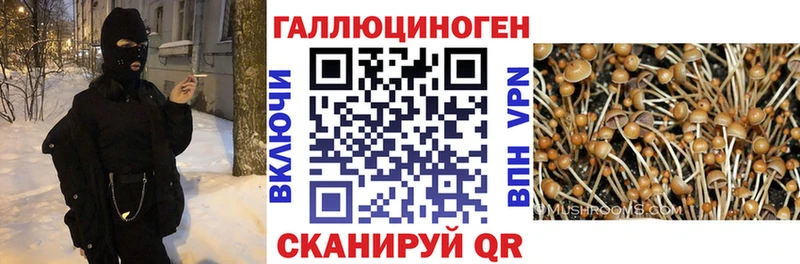 Псилоцибиновые грибы Psilocybe  mega зеркало  darknet клад  Шарыпово 